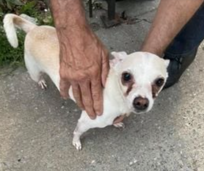 Lost best sale white chihuahua