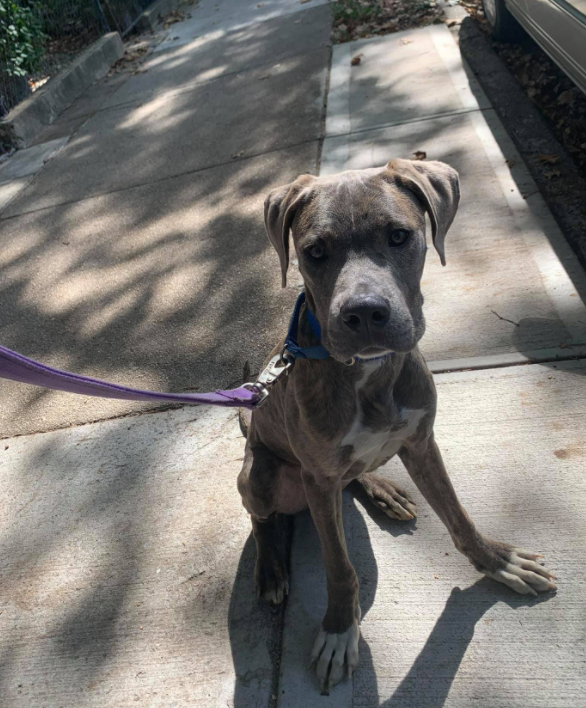 Adopt This Beautiful Dog in Brooklyn - Sean Casey Animal Rescue