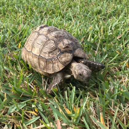 Doris the Tortoise is Lost in Bay Ridge - Missing Turtle