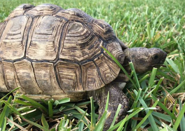 Doris the Tortoise is Lost in Bay Ridge - Missing Turtle