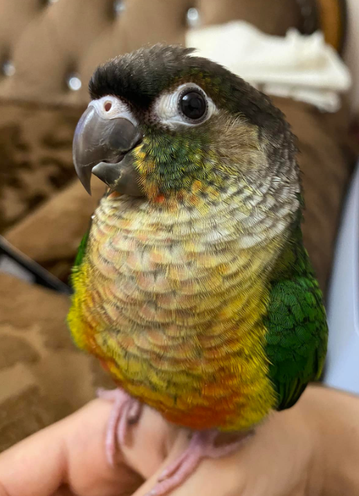 kiwi conure