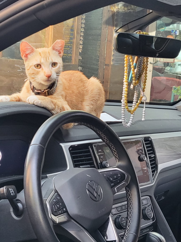 Orange Cat With Brown Collar Missing In Bay Ridge - September 2023