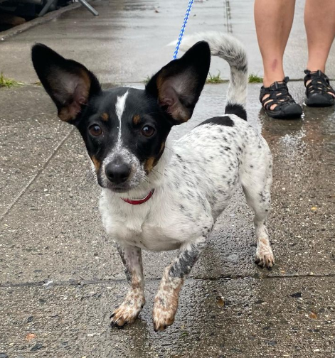 Puppy for Adoption at Sean Casey Animal Rescue